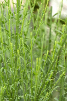 Gyvel Cytisus 'Lena' busk Cytisus 'Lena' busk