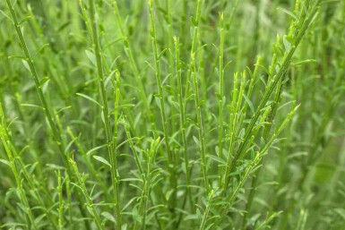 Gyvel Cytisus 'Lena' busk Cytisus 'Lena' busk