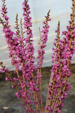 Peberbusk Daphne mezereum 'Rubra' busk Daphne mezereum 'Rubra'