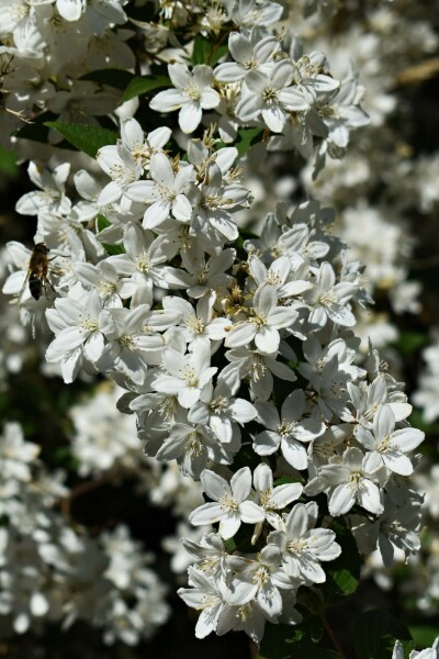 Deutzia gracilis 'Nikko' busk 20-25 cm