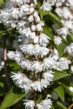Stjerneskærm Deutzia magnifica busk Deutzia magnifica busk