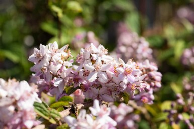 Deutzia 'Mont Rose' busk 60-80 cm