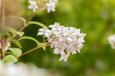 Deutzia 'Mont Rose' busk 60-80 cm