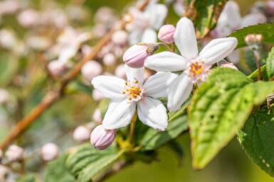 Deutzia 'Mont Rose' busk 60-80 cm