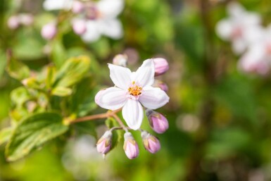 Deutzia 'Mont Rose' busk 60-80 cm