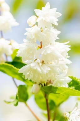 Stjernebusk Deutzia scabra 'Plena' busk Deutzia scabra 'Plena'