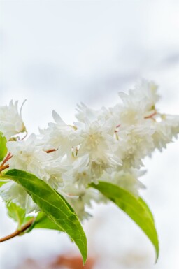 Stjernebusk Deutzia scabra 'Plena' busk Deutzia scabra 'Plena'