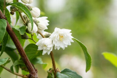 Deutzia scabra 'Plena' busk 30-40 cm