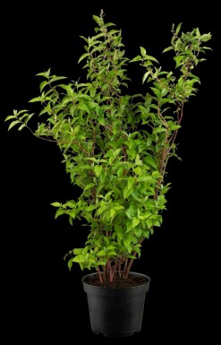 Deutzia scabra 'Plena' busk 30-40 cm