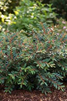 Distylium 'Blue Cascade' busk