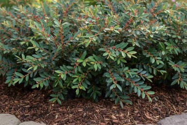 Distylium 'Blue Cascade' busk