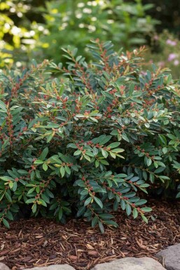 Distylium 'Blue Cascade' busk