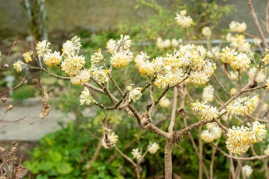 Papirbusk Edgeworthia chrysantha busk Edgeworthia chrysantha busk