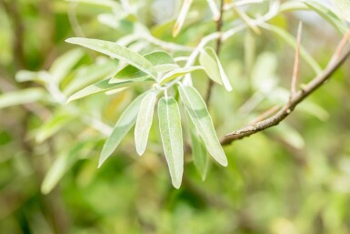 Elaeagnus angustifolia