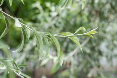 Elaeagnus angustifolia