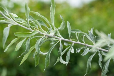 Elaeagnus angustifolia
