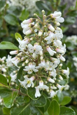 Iveyi busk Escallonia 'Iveyi' busk Escallonia 'Iveyi' busk