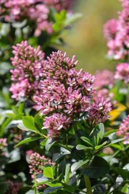 Escallonia 'Pink Elle'