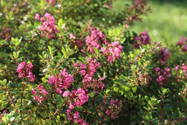 Rød drøm Escallonia 'Red Dream' busk Escallonia 'Red Dream' busk