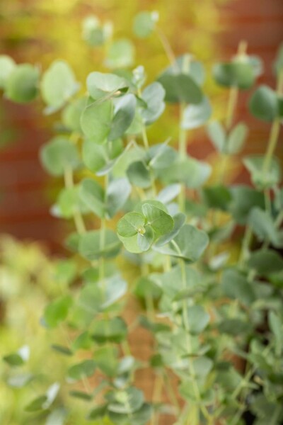 Eukalyptus Eucalyptus gunni 'Azura' busk Eucalyptus gunni 'Azura' busk