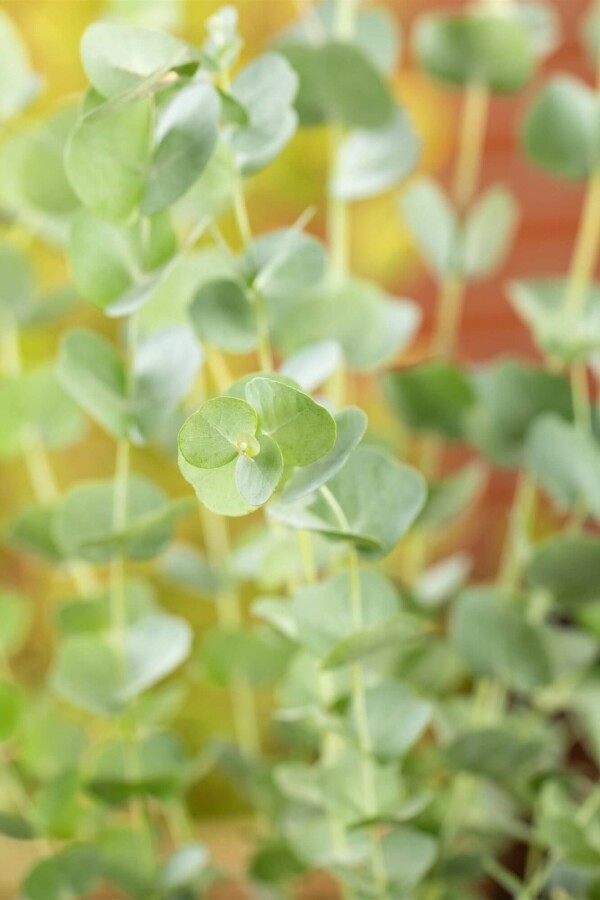 Eukalyptus Eucalyptus gunni 'Azura' busk Eucalyptus gunni 'Azura' busk