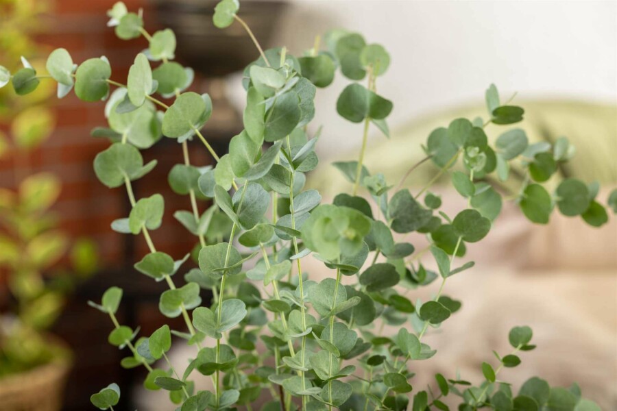 Eukalyptus Eucalyptus gunni 'Azura' busk Eucalyptus gunni 'Azura' busk