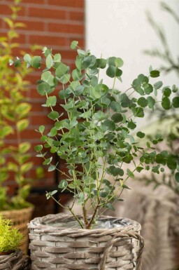 Eukalyptus Eucalyptus gunni 'Azura' busk Eucalyptus gunni 'Azura' busk