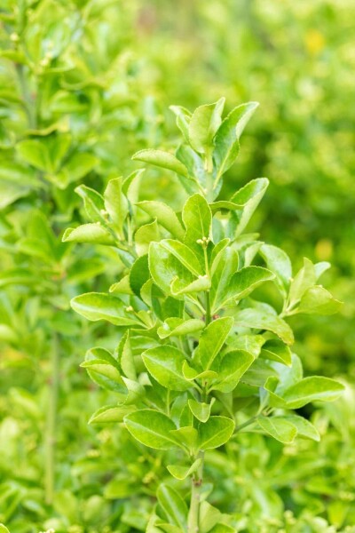 Euonymus japonicus busk 40-60 cm