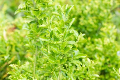 Japansk benved Euonymus japonicus busk Euonymus japonicus busk