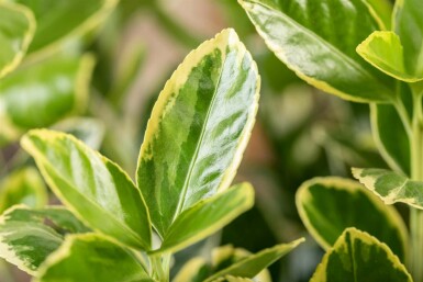 Japansk benved Euonymus japonicus 'Aureomarginatus' busk Euonymus japonicus 'Aureomarginatus' busk