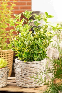 Euonymus japonicus 'Aureomarginatus' busk 30-40 cm