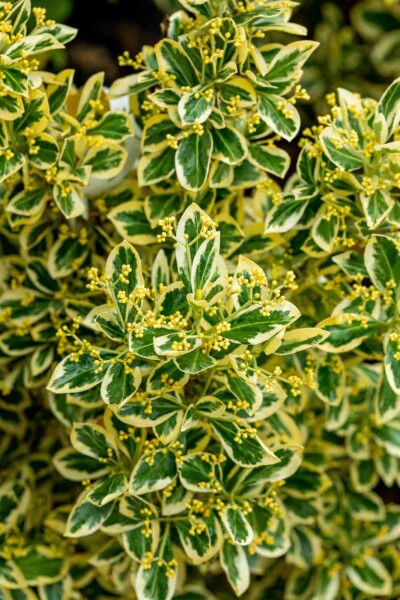 Euonymus japonicus 'Bravo' busk 80-100 cm C18