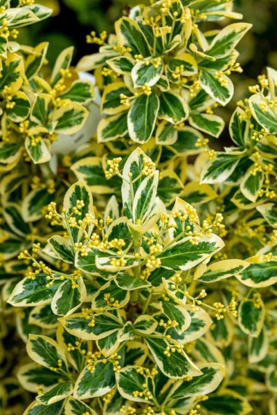 Euonymus japonicus 'Bravo' Busk