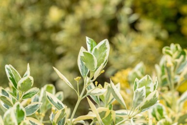 Euonymus japonicus 'Bravo' busk 80-100 cm C18
