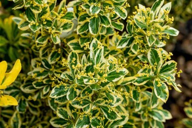 Euonymus japonicus 'Bravo' busk 80-100 cm C18
