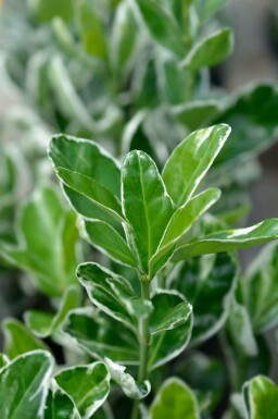 Japansk benved Euonymus japonicus 'Kathy' busk Euonymus japonicus 'Kathy' busk