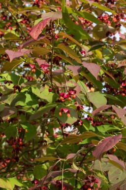 Storbladet benved Euonymus planipes busk Euonymus planipes busk