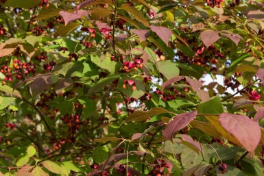Storbladet benved Euonymus planipes busk Euonymus planipes busk