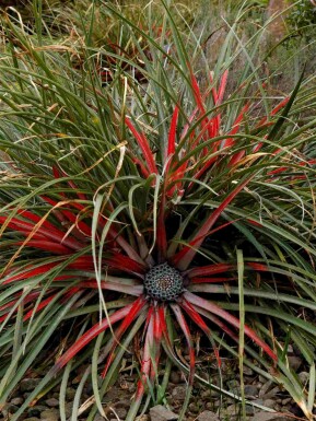 Chilekaktus Fascicularia bicolor busk Fascicularia bicolor busk