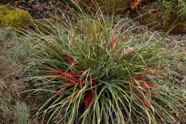 Chilekaktus Fascicularia bicolor busk Fascicularia bicolor busk