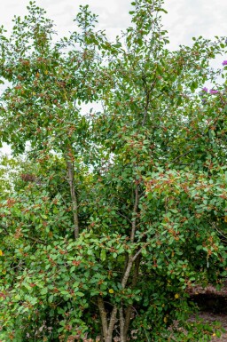 Tørst Frangula alnus busk Frangula alnus busk