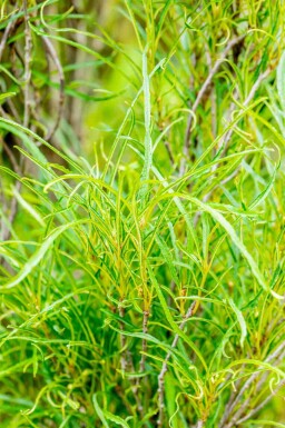 Tørst Frangula alnus 'Fine Line' busk Frangula alnus 'Fine Line' busk