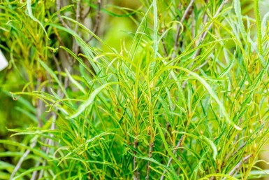 Tørst Frangula alnus 'Fine Line' busk Frangula alnus 'Fine Line' busk