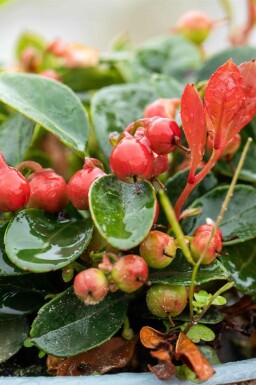 Vintergrøn Gaultheria procumbens busk Gaultheria procumbens busk