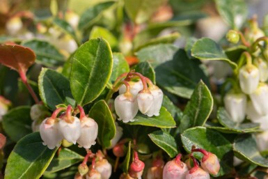 Vintergrøn Gaultheria procumbens busk Gaultheria procumbens busk