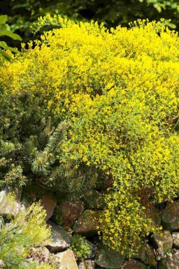 Lydisk kost Genista lydia busk Genista lydia