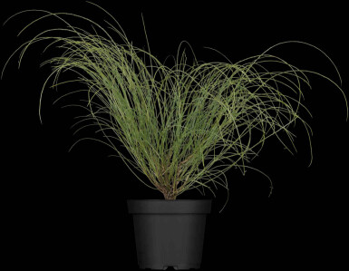 Lydisk kost Genista lydia busk Genista lydia