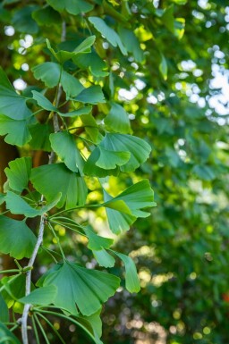 Tempeltræ Ginkgo biloba busk Ginkgo biloba busk