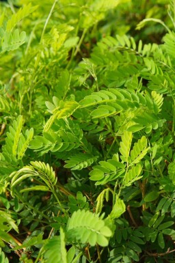 Tretorn Gleditsia triacanthos 'Elegantissima' busk Gleditsia triacanthos 'Elegantissima' busk