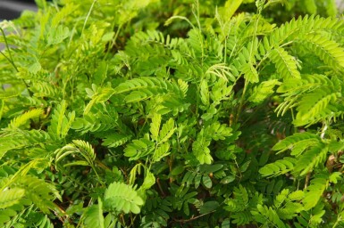 Tretorn Gleditsia triacanthos 'Elegantissima' busk Gleditsia triacanthos 'Elegantissima' busk